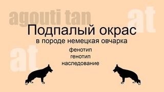 Подпалый окрас в породе немецкая овчарка