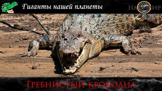 Гиганты нашей планеты! #самые #большие #животные #нашей планеты