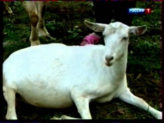 Сыр по городецки из козьего молока