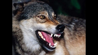 Comme Un Loup - Pow wow