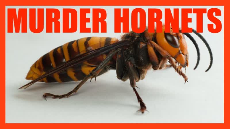 Why are Murder Hornets so Dangerous , OFFICE HOURS , 004