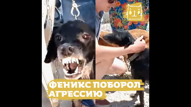 Агрессивный пес превратился в