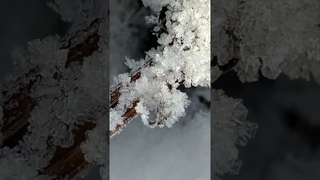 хрустальные бабочки          #природа #льдинки #снег #красота #зима