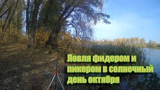 Ловля фидером и пикером в солнечный день конца октября