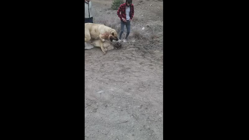 Denizliden Şampiyon KOBRA oğlu KOBRA Denizli Serinhisardan