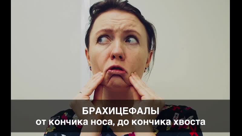 Брахицефалы от кончика носа, до кончика хвоста. Они не