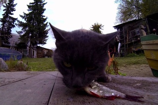 Hungry cat eats fast