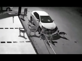 Бродячие собаки разгромили автомобиль