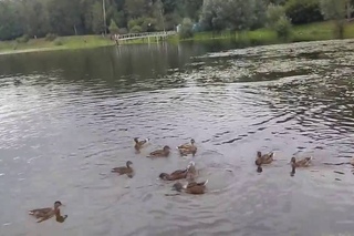 DSCN9811       20 08 2016 Г     ПОКОРМИЛ    УТЯТОК ......