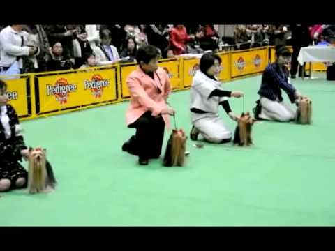 yorkshire 2009 Tokyo international FCI