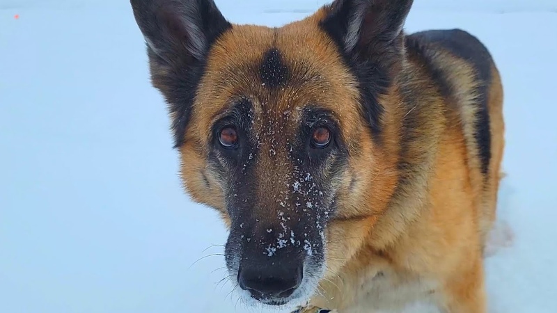 Huge German Shepherd Having a Blast Eating Snow and Playing the Ball ( Dog, Pets, Funny Video) 4 K