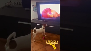 HE TRIED TO WARN SIMBA ABOUT 🦁SCAR 😥