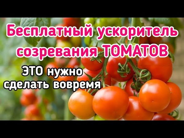 ОГРАНИЧИВАЕМ, РОСТ СТВОЛОВ ТОМАТА. Когда, как, зачем и