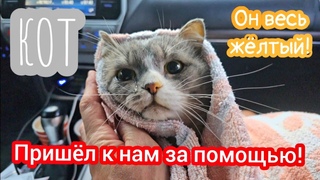 💔Кот приполз к чужому дому и больше не смог идти /он упал на крыльцо и еле дышал/ help save the cat