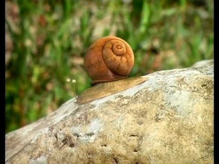 Minuscule. Букашки - Мечта улитки (Переозвучка авторская)
