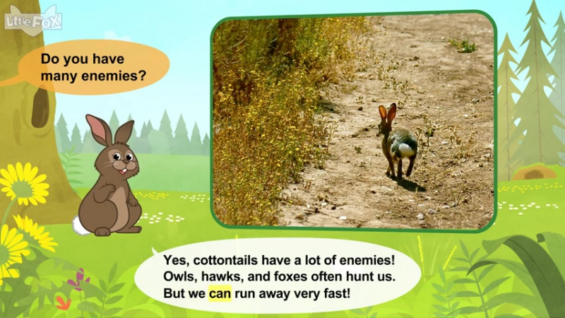 Meet the Animals 40 Cottontail Rabbit Level 2 By Little