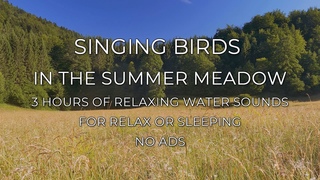 Singing Birds in the Summer Meadow - 3 Hours of Summer Day Ambience - For Relax or Sleeping - No Ads
