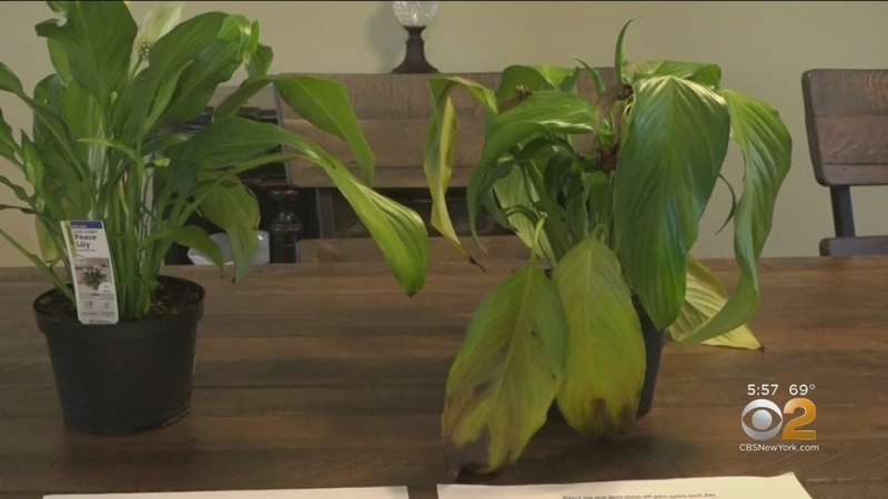 Students Science Project Experiments On Bullying