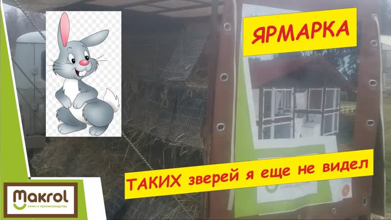 Необычные кролики на птичьем рынке. Кропоткин. 09, 2018 Макляк.
