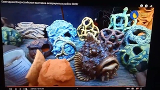 Репортаж с выставки аквариумных рыб 2023 год