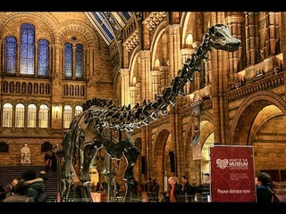 Куда пойти в Лондоне - National History Museum London