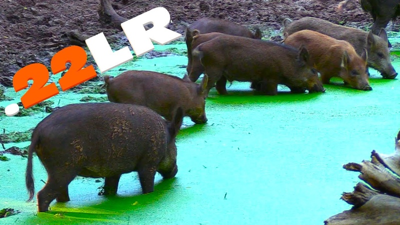 22 LR DROPS WILD BOAR WILD HOG