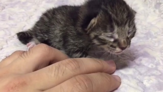 cute kitten doing funny things 2021 | cutest cats | kittens #29