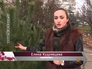 Открылись елочные базары