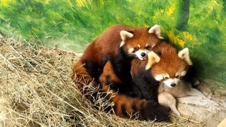 The loving red panda couple and their baby are so happyred pandacute
