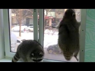 Енот Прыгает На Окно #Shorts