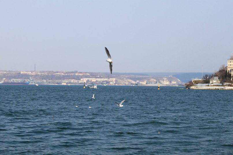 Катя Шереметева ***Grenouille heureuse*** | Nice