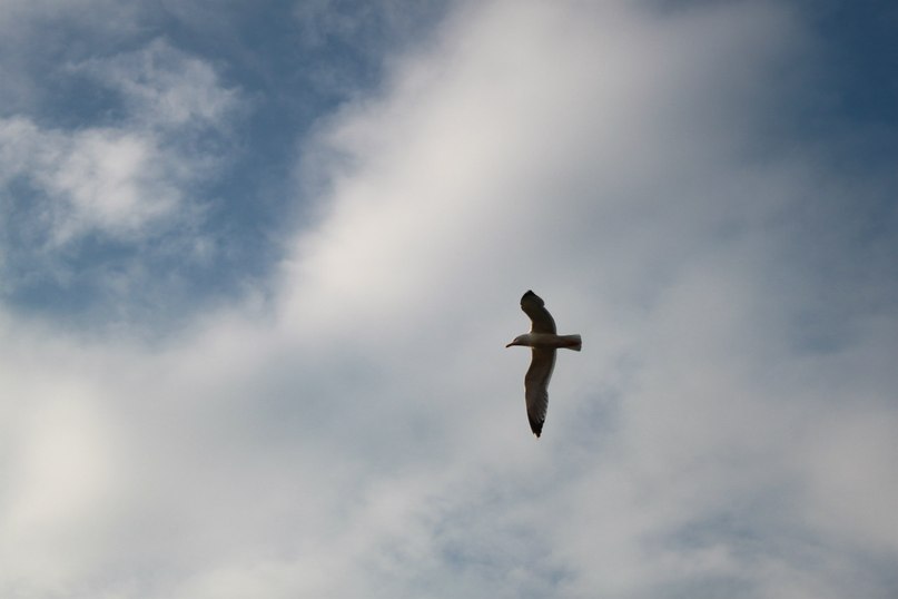 Катя Шереметева ***Grenouille heureuse*** | Nice