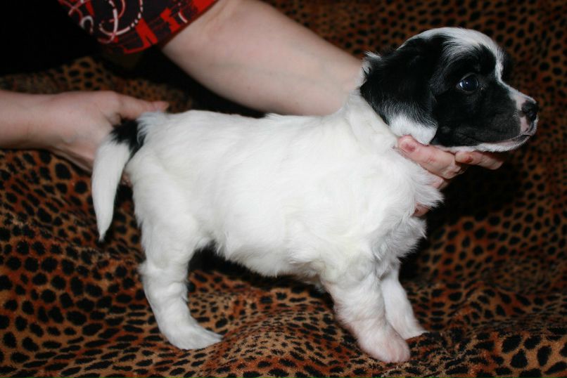 Дмитрий Липов | Зеленоград