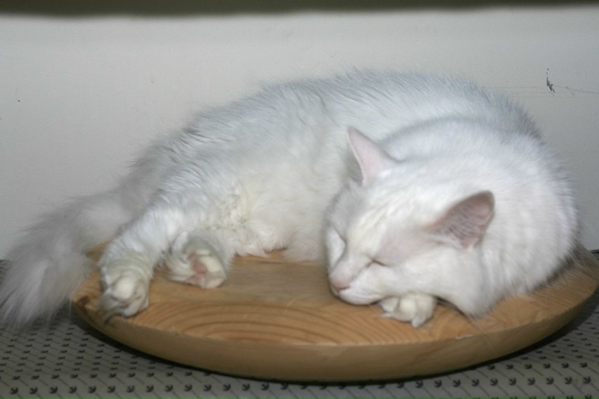 Катерина Uma rock♥n♥heart | Санкт-Петербург