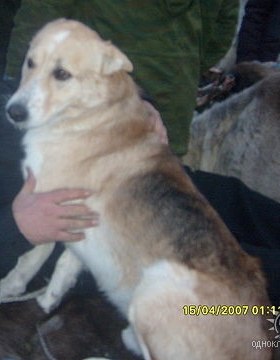 Оля Сераштан | 