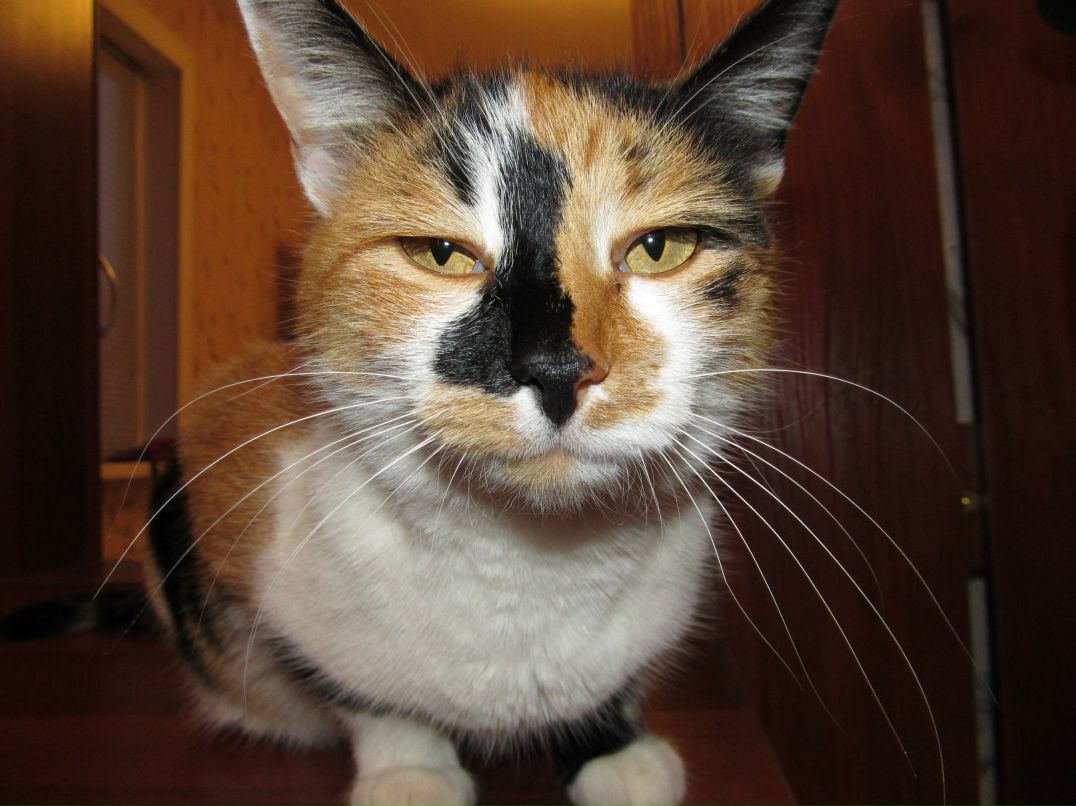 Вовчик Кузьмин | 