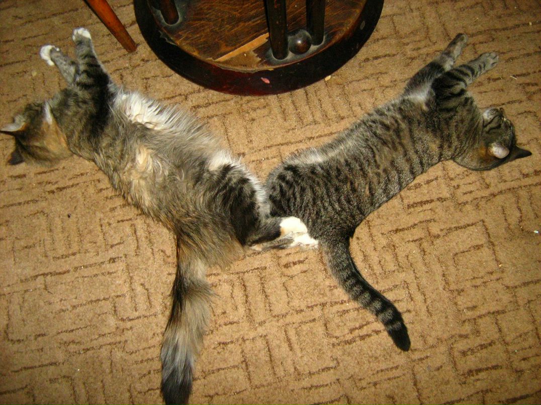 Іра Погоржельська | Черновцы