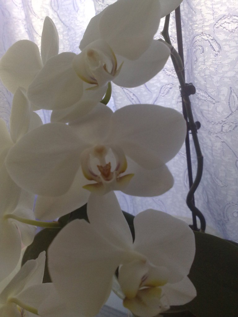 Вячеслав Ценев | Ижевск