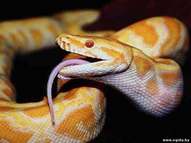 Георгий Ронин | 