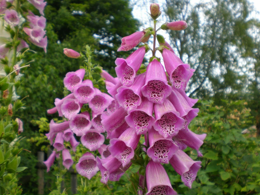 Юрий Татуйко | Санкт-Петербург