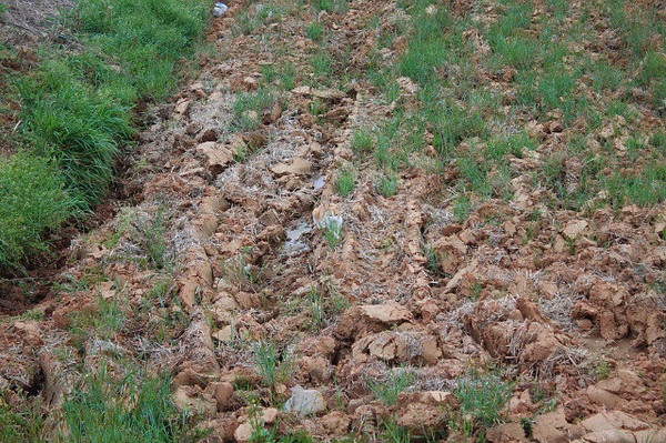 №80, Татьяна Тюпляева №80, Татьяна Тюпляева