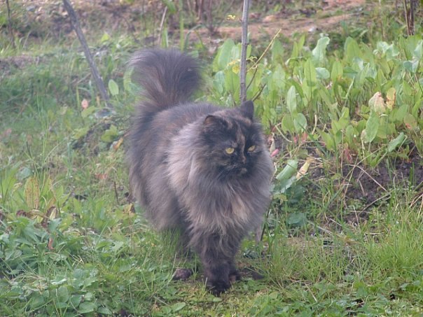 Камилла Верон | Санкт-Петербург