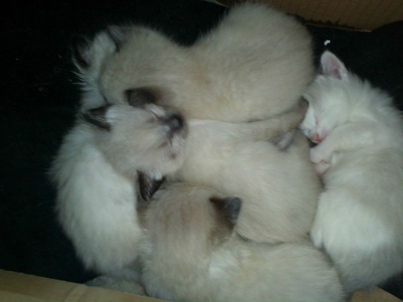 Сергей Антонов | Саранск