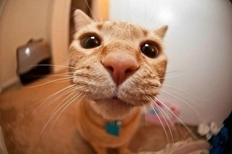 Полина Куликова | 