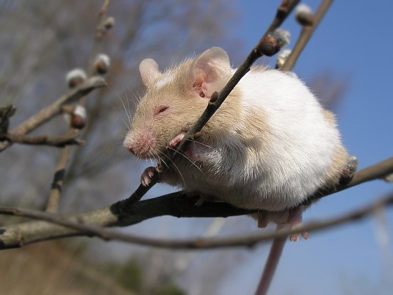 Андрей Стретинский Эрикович | Санкт-Петербург