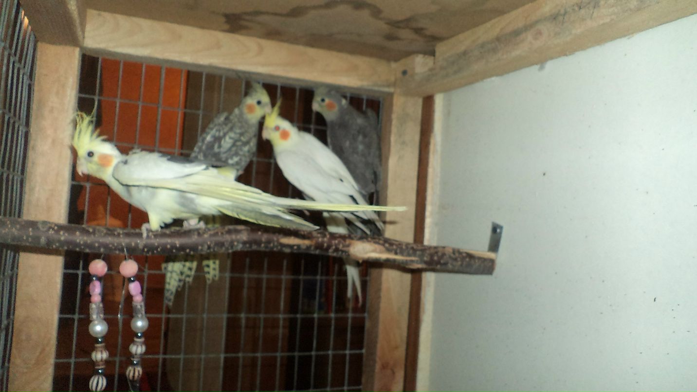 Игорь Ковбасюк | Розовка (Нововасилевская община)