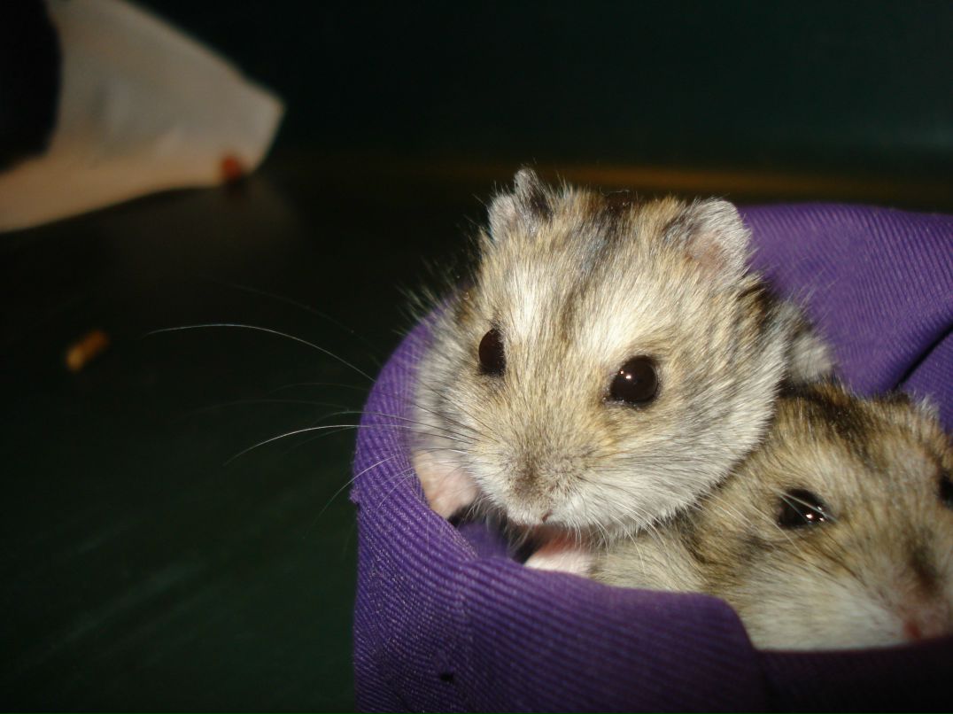 Вероника Малоненкова | Санкт-Петербург