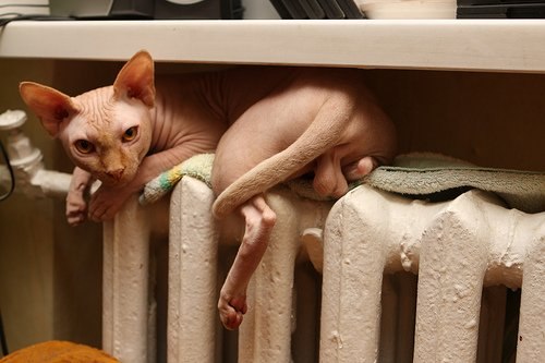 Lady Laboule | Киев