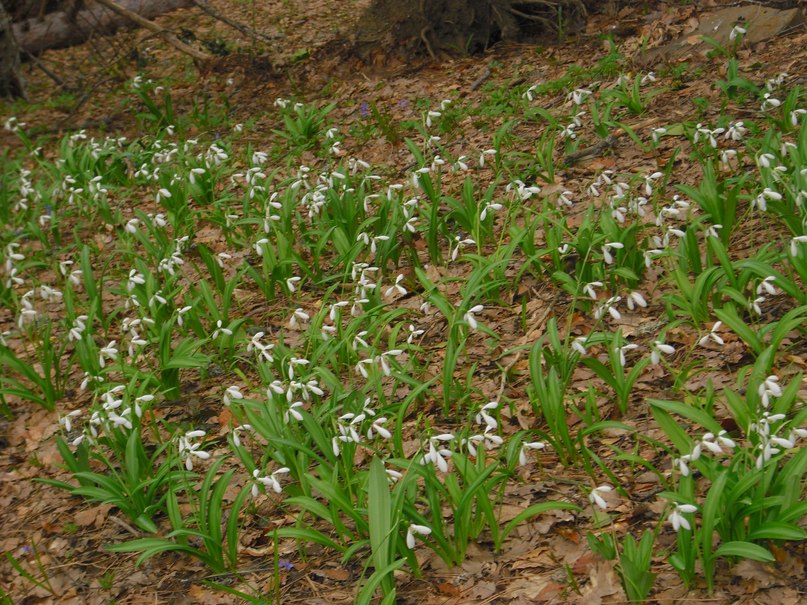 Роман Дашко __ÑøøÃ__ | Ялта