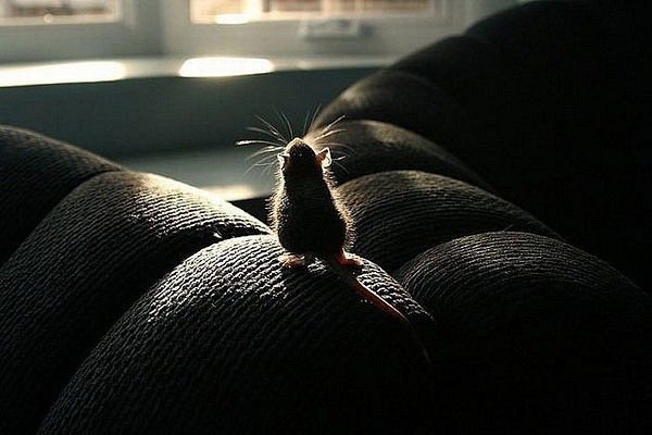 Ия Котляренко | Тверь